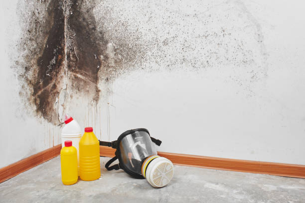 Best Commercial Mold Removal  in Browns Lake, WI