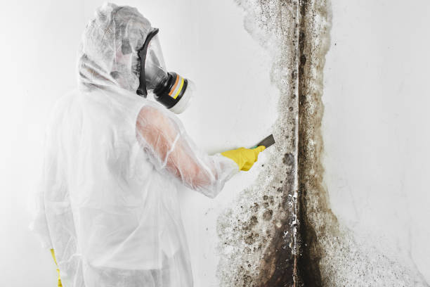 Trusted Browns Lake, WI Mold Removal Experts