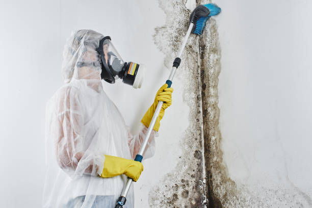 Best Attic Mold Removal  in Browns Lake, WI