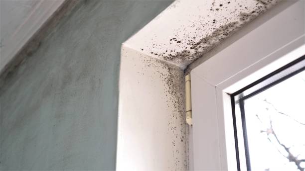 Best Attic Mold Removal  in Browns Lake, WI