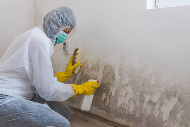 Attic Mold Removal in Browns Lake, WI