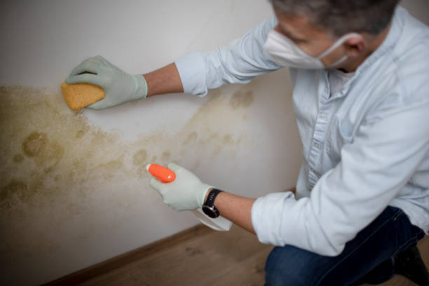 Trusted Browns Lake, WI Mold Removal Experts