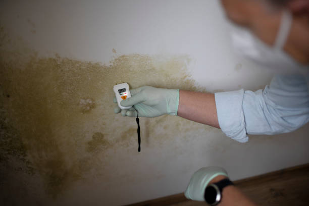 Best Certified Mold Removal  in Browns Lake, WI