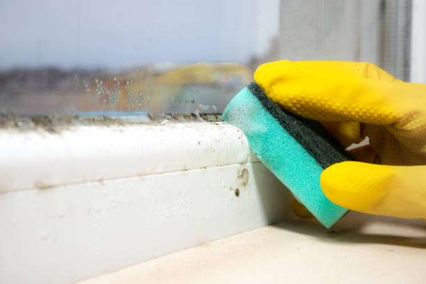 Best Commercial Mold Removal  in Browns Lake, WI