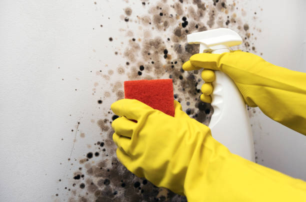 Best Best Mold Removal Companies  in Browns Lake, WI