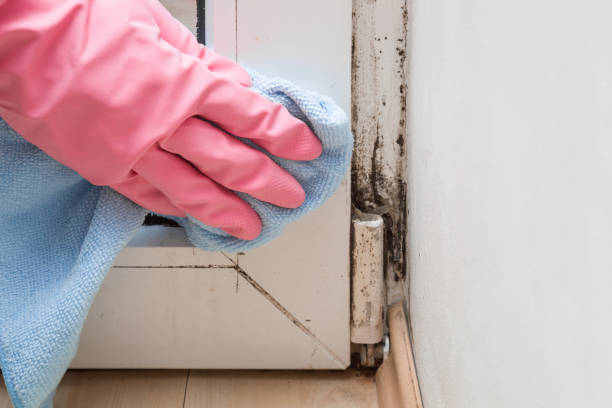 Best Mold Removal Specialists  in Browns Lake, WI