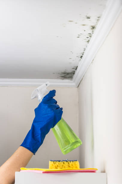  Browns Lake, WI Mold Removal Pros